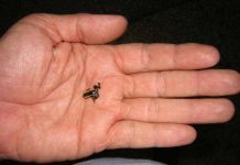 Những động vật “đánh cắp” chất độc của loài khác