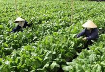 Rau an toàn sinh trưởng tốt trên cao nguyên đá