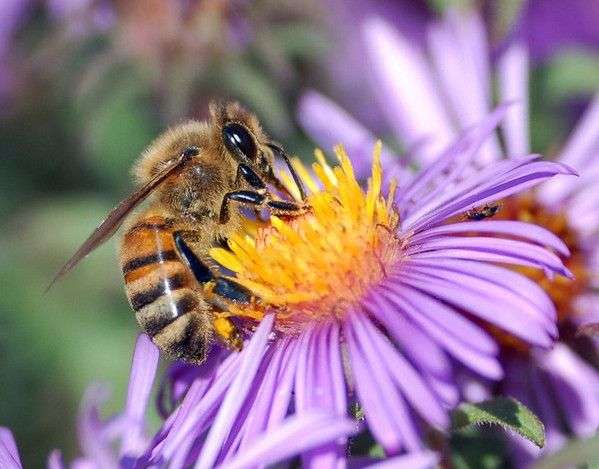 Tìm ra loại mật ong có vị giống nước tiểu mèo