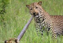 Báo hoa bắt trăn làm dây kéo co