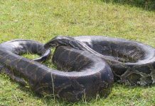 Trăn kìm ở châu Mỹ có khả năng sinh sản đơn tính