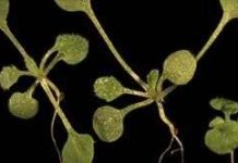 Cơ quan nào giúp cây tăng trưởng?