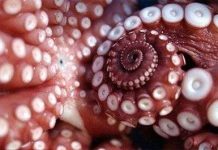 Vì sao xúc tu bạch tuộc không bị rối vào nhau?