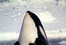 Cá voi sát thủ cũng bị mãn kinh