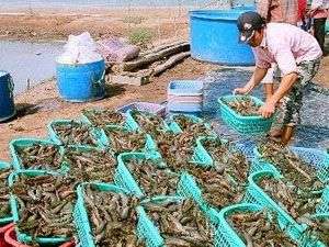 Australia tạo siêu thực phẩm bền vững cho tôm nuôi