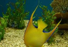 Cá cũng có khả năng ghi nhớ