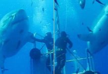 Chú cá mập trắng Deep Blue 50 tuổi lớn nhất thế giới