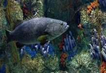 Ô nhiễm dầu: nhiễu loạn hoạt động sống trong hệ sinh thái