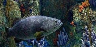 Ô nhiễm dầu: nhiễu loạn hoạt động sống trong hệ sinh thái