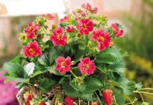 Cách trồng và chăm sóc dâu tây tại nhà cho trái chín đỏ mọng