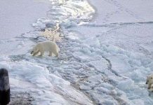 Bắc Cực tan băng khiến mùa đông lạnh hơn