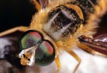 Hiện tượng ảo ảnh quang học xuất hiện ở một số loài động vật Hiện tượng ảo ảnh quang học xuất hiện ở một số loài động vật