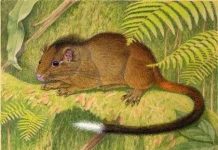 Peru: Phát hiện động vật gặm nhấm mới tương tự loài sóc