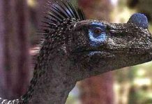 Clip: Dạo chơi cùng khủng long