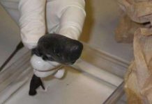 Bắt được cá mập có túi thứ hai sau 36 năm