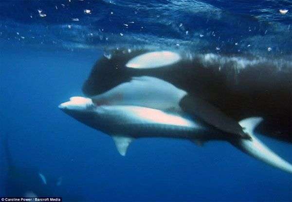 Cá voi sát thủ xâu xé cá mập hổ thành nhiều mảnh