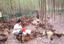 Bắc Kạn: Thử nghiệm mô hình chăn nuôi gà thả đồi