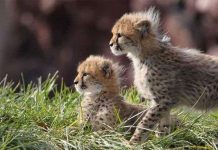 Báo già tái sinh sản nhờ thụ tinh ống nghiệm