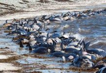 Vì sao cá voi “tự sát” hàng loạt?