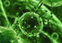 “Nhuộm màu” virus để theo dõi chúng trong cơ thể