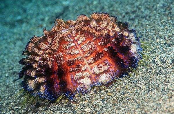 Những “đốm lửa” đáng sợ trong lòng đại dương