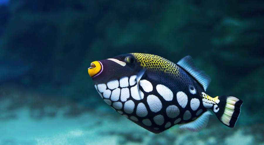 Top 10 loài cá đẹp nhất thế giới