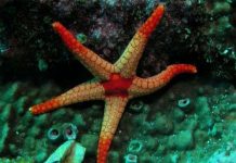 Sao biển liên kết thiếu trong tiến hóa về thị giác?