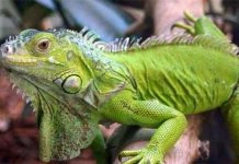 Thế giới động vật, những điều ít biết (II)