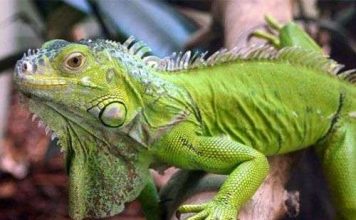 Thế giới động vật, những điều ít biết (II)