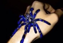 Loài nhện tiến hóa thành màu xanh điện quang khác thường