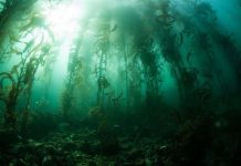 Những rừng cây kỳ lạ nhất trên Trái Đất