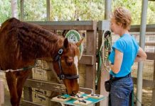 Con ngựa biết đếm