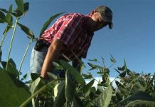 Cỏ khổng lồ đe dọa Mỹ