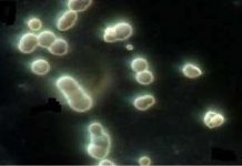 Vi khuẩn nano có phải là sinh vật sống hay không?