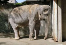 Voi già cô đơn nhất thế giới chết trước khi được tự do Voi già cô đơn nhất thế giới chết trước khi được tự do