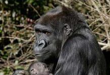 2010: Mỗi tháng có thêm một sinh vật quý hiếm 2010: Mỗi tháng có thêm một sinh vật quý hiếm