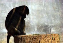 Khỉ cũng biết "hối hận"