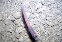 Phát hiện cá, tôm sống dưới lớp băng dày ở Nam Cực