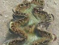 Phát hiện loài trai khổng lồ ở biển Đỏ