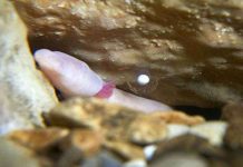 Trứng "rồng non" trong hang động nở sau một thập kỷ chờ đợi