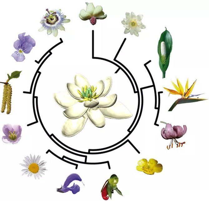 Tổ tiên của loài hoa là thực vật lưỡng tính