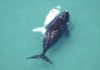 Cá voi bạch tạng theo mẹ tìm bạn tình