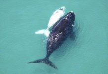 Cá voi bạch tạng theo mẹ tìm bạn tình