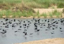 Ngỡ ngàng vì hàng nghìn con chim quý bỗng biến mất