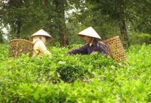 Chiết tách chất chống ăn mòn kim loại từ cây chè