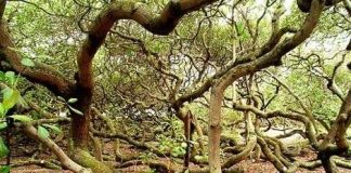 Những loài cây kỳ lạ trên Trái đất