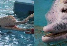 Cá heo hồng do ung thư da Cá heo hồng do ung thư da