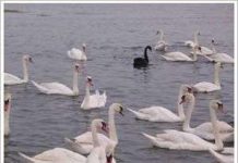 Kỹ thuật chăn nuôi ngan Pháp (phần 1) Kỹ thuật chăn nuôi ngan Pháp (phần 1)