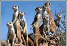 Cầy 4 ngón thích “quan hệ 1 đêm” Cầy 4 ngón thích "quan hệ 1 đêm"