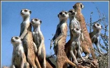 Cầy 4 ngón thích "quan hệ 1 đêm"